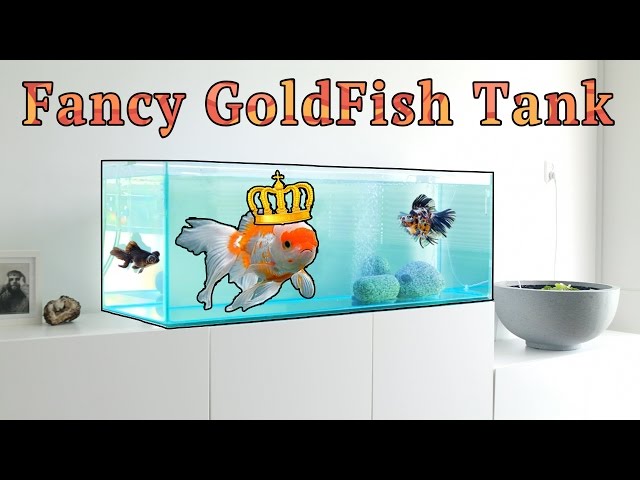 Fanciest Goldfish Tank in the World! HD