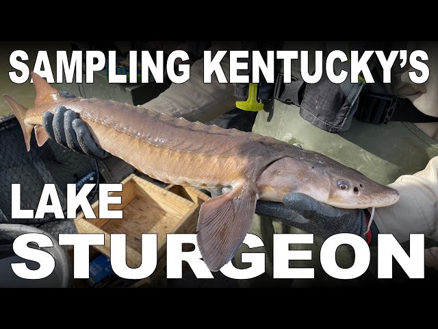Sampling and Tagging Lake Sturgeon in Kentucky