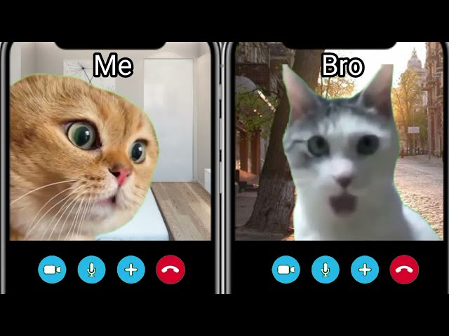Cats call on Skype| Incoming Calls Skype meme