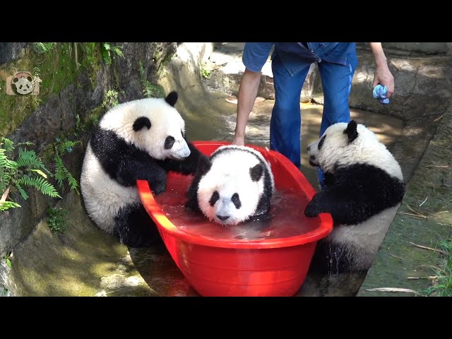 Summer Time, Let's Bath Again! (Chong Chong and friends) 🛀💝🥰🐼🐼| Adorable Panda