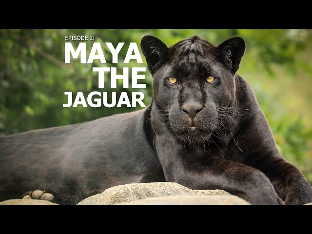A Perfect Day | Ep 2: "Maya the Jaguar"
