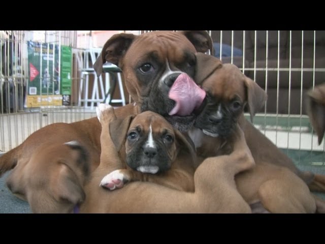 Cute 6 Week Old Boxer Puppies Playing