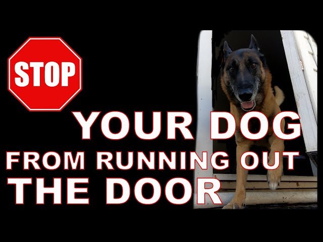 How to STOP Your DOG From Running OUT The Door - WAIT Command - Dog Training Video