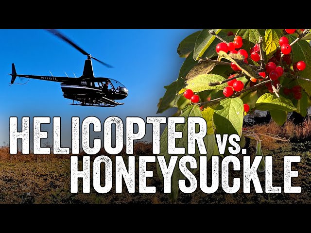 Helicopter vs. Honeysuckle | Aerial Invasive Control