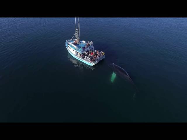 Very Close Humpback Whales  By Drone Sept2016