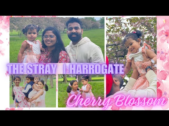 A DAY IN MY LIFE | CHERRY BLOSSOM 🌸| THE STRAY HARROGATE 🌸