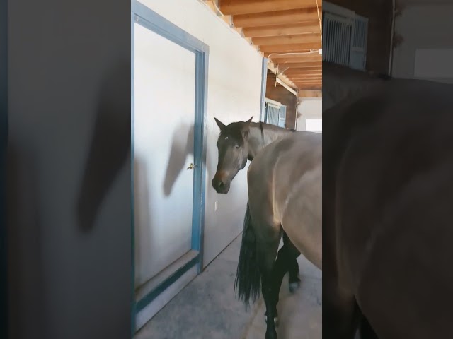 sometimes the horses are just a big ding dong and don't want to go in