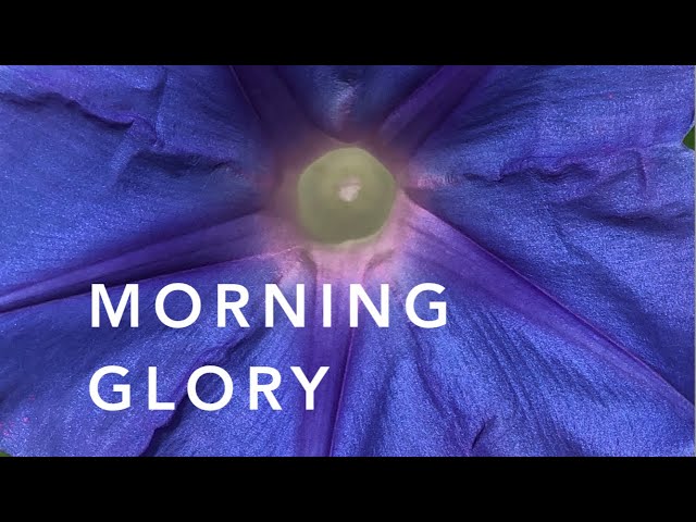 Morning Glory | Florida Friendly Landscaping
