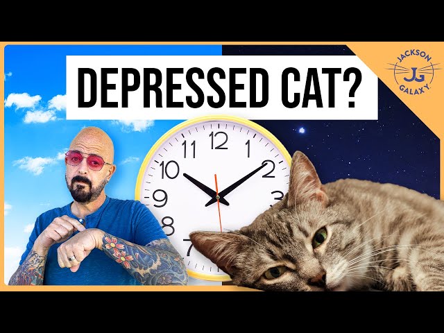Can Cats Have Seasonal Affective Disorder?