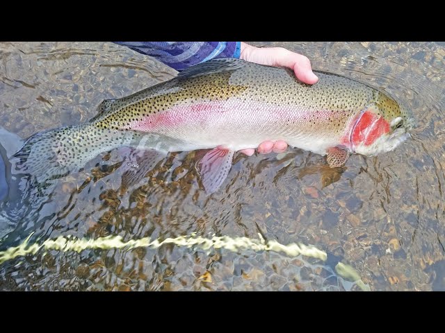 How to SIGHT FISH TROPHY Trout in CATCH and RELEASE Areas - Tips and Tactics explained!