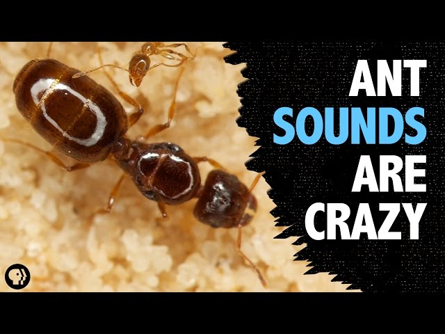 What Sound Does An Ant Make?