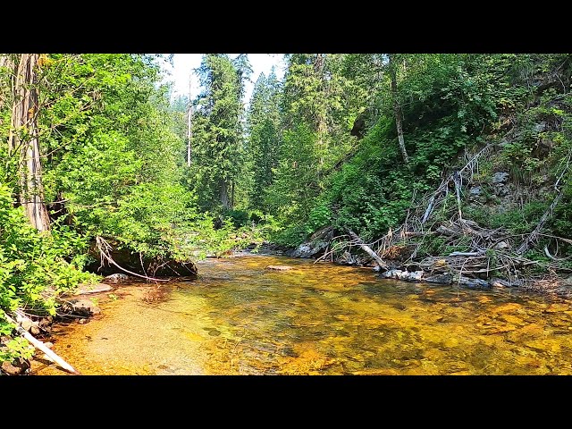 HUGE FISH in this ABSOLUTLEY STUNNING stream -  solo 2 month camping trip part 22