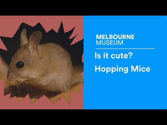 Is it cute? Hopping Mice