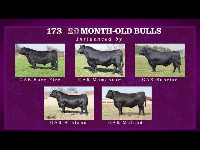 2019 Gardiner Bull Sale