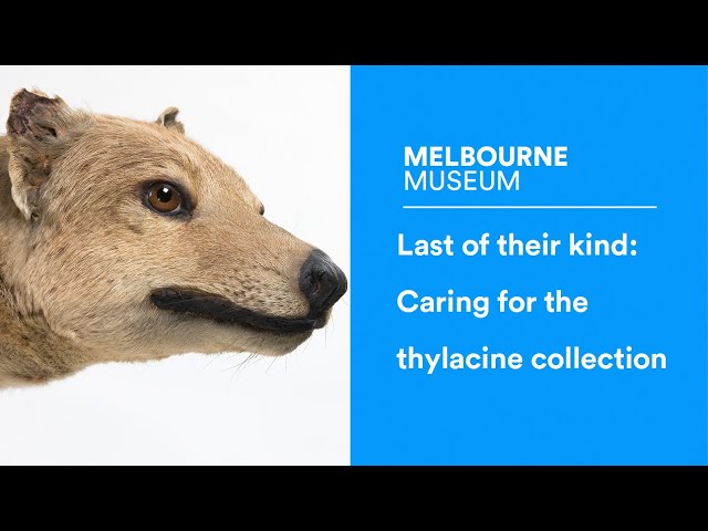 Last of their kind: Caring for the Tasmanian Tiger collection