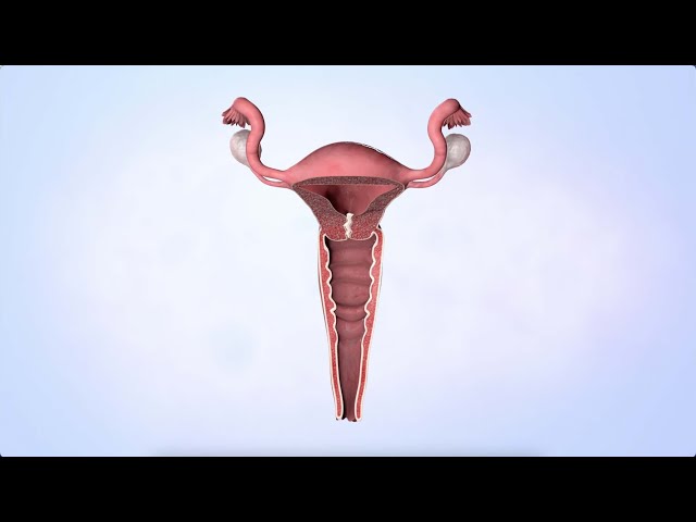 Menstrual Cycle: A Brief Definition