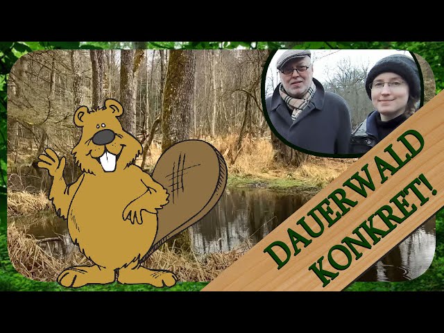 Zuschauerfrage #3 Forstmeister Biber und seine kostenlose Hilfe | Dauerwald Konkret!