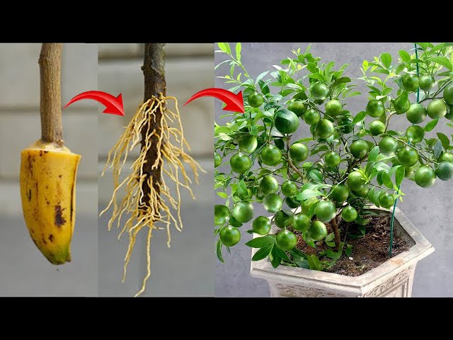 The technique of propagating lemon trees from branches using bananas stimulates rapid rooting