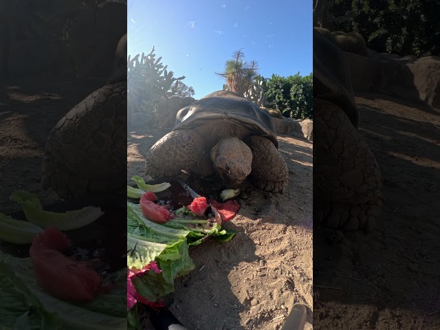 Gramma's the Galapagos tortoise's 139th birthday