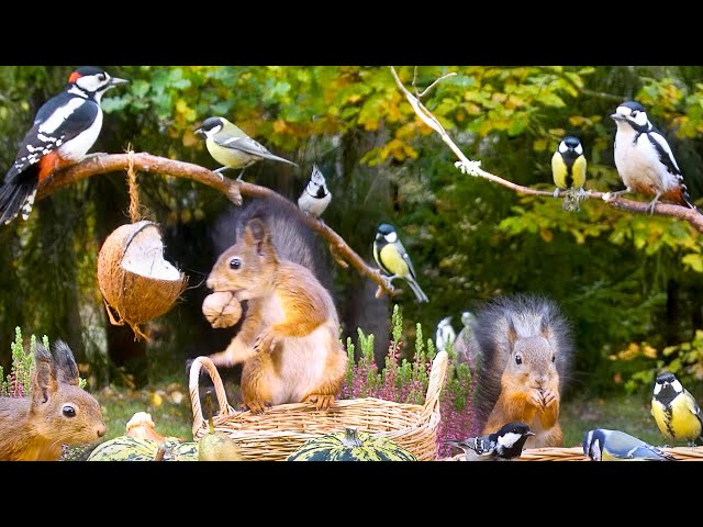Cat TV: BIRDS for Cats to Watch 😺 Forest Friends at Autumn Fest 🐿️ Squirrels for Dogs to Watch