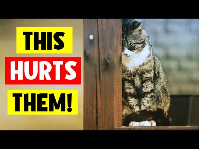 These 9 Everyday Things HURT Your Cat's Feelings!