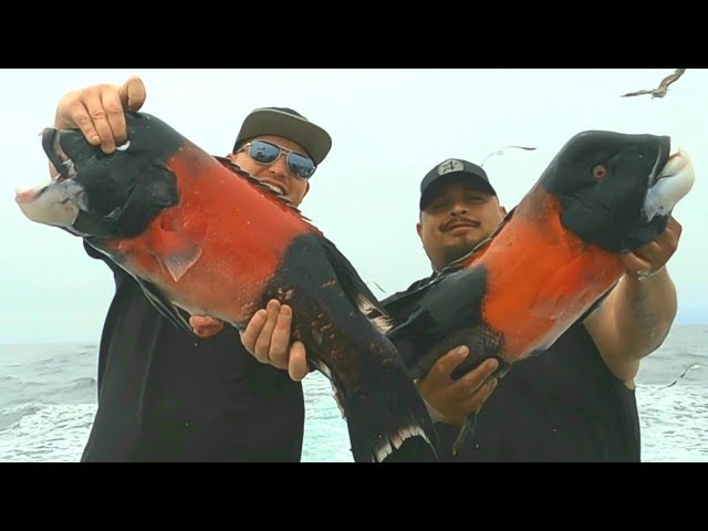 TONS OF FISH ON THE ELDORADO!!! LONG BEACH SPORTFISHING |REBEL TRIP| PACIFIC OCEAN SHEEPSHEAD