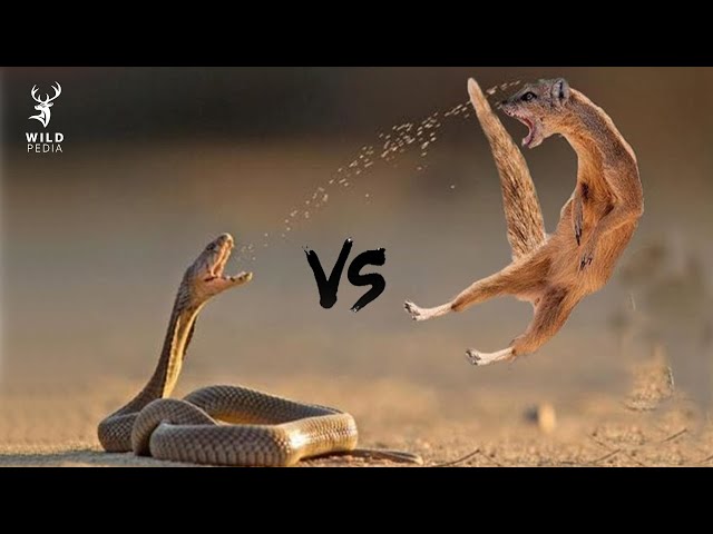 Deadly Fight - Mongoose vs King of Snakes