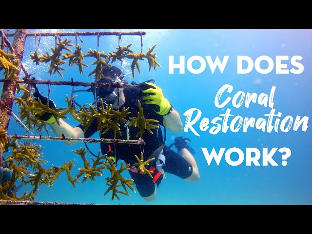 How Does Coral Restoration Work?