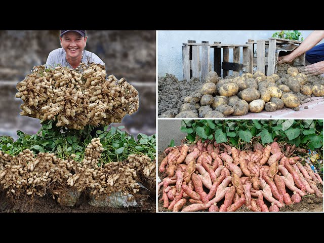 How I Grow Potatoes And Peanuts In Extremely Easy Packaging: Quick Harvest, 3 Times More Yield