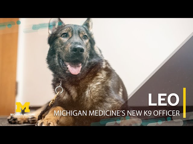 Leo: New K9 Officer for Michigan Medicine