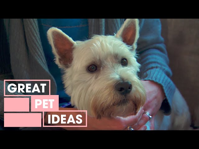 Dr Harry Shows You How To Stop A Dog From Barking At The TV | Pets | Great Home Ideas