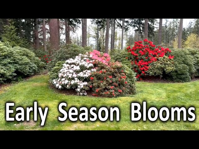 Take a Walk Through the Garden | Early Season Rhododendron Tour 2024