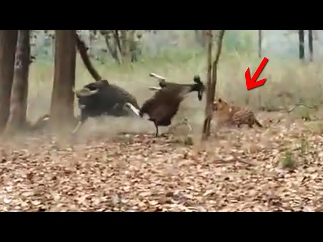 80 Craziest Animal Battle Caught On Camera