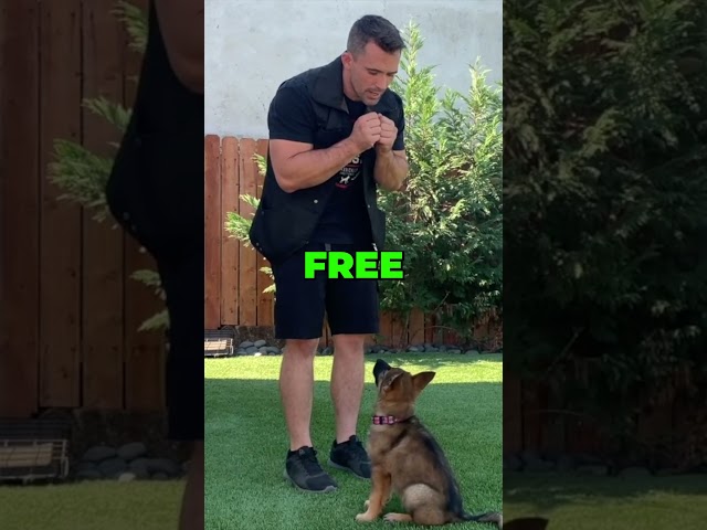 Transformative Techniques for Engaged Dog Training