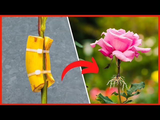Crazy Way To Grow Roses in BANANA 🥀+🍌=🌹 Bananas in Gardening