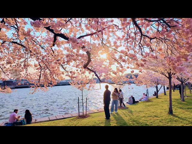 MUST Sees and MUST Eats: 2-Day Cherry Blossom Trip to Washington DC