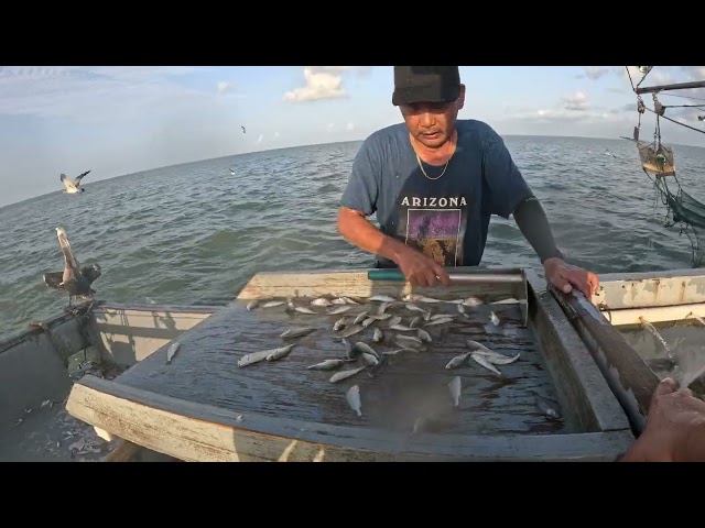 South Texas Shrimping #42 Tôm Nam Texas