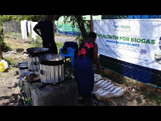 Hyacinth for biogas Project in Kisumu - Africa News