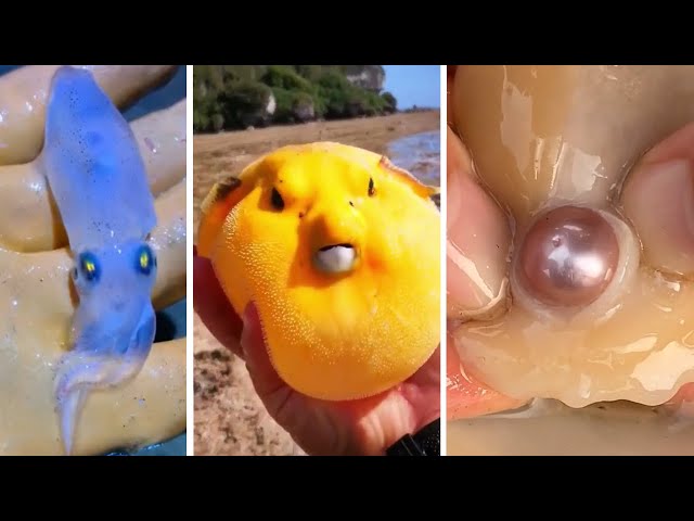 Skilled Asian Fishermen Catching Sea Creatures and Seafood #1 | Foraging squid, puffer fish, pearls