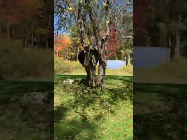 Wild Bear Falls out of tree