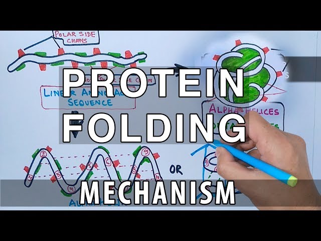 Protein Folding Mechanism