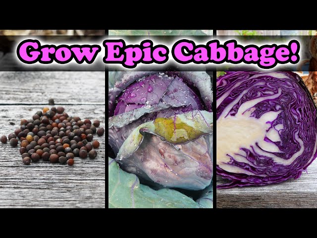 Growing Cabbage Seed To Harvest - The Definitive Guide
