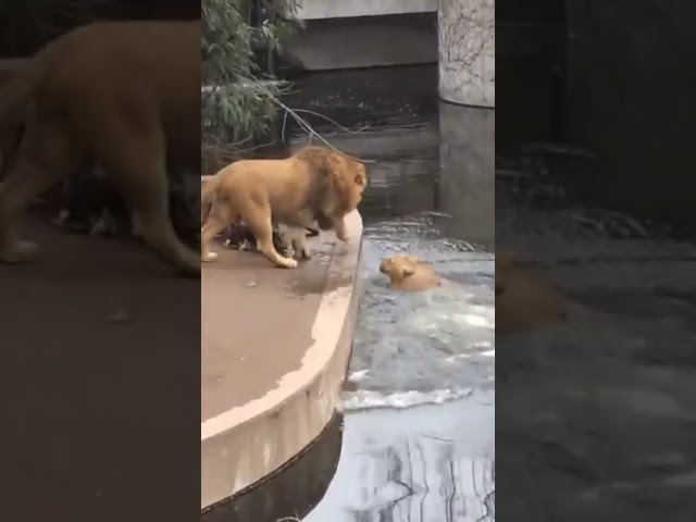 Lion Falls Into Water After Not Paying Attention #shorts #animals #funny #viralvideo #viral