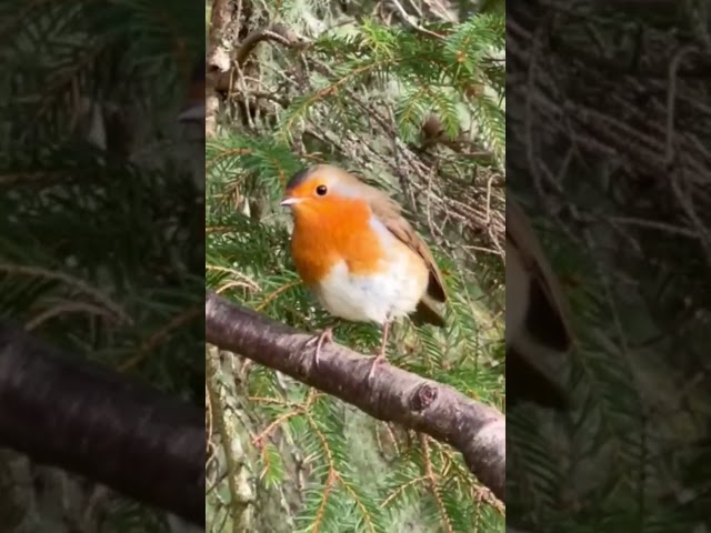 Robin back #robin #bird #outdoors #walking #cute #beautifulbird #robinhood
