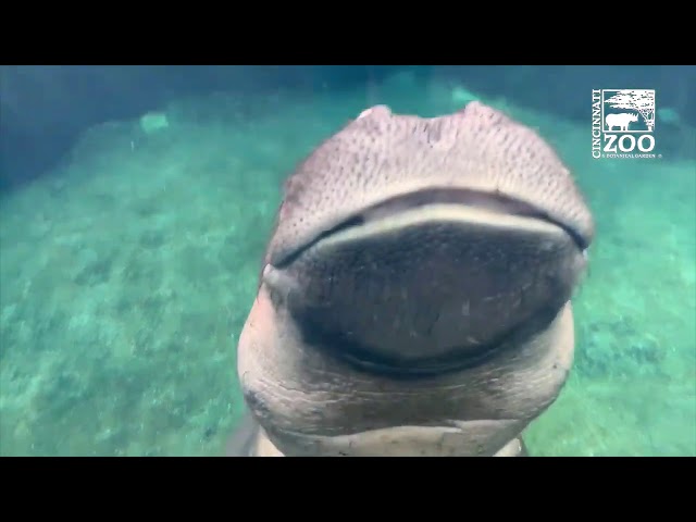 Baby Hippo Fiona's Year 4 Highlights - Cincinnati Zoo