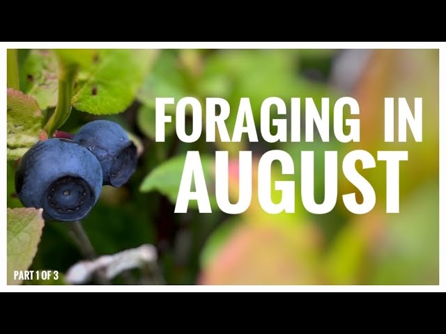 Foraging in August - UK Wildcrafts Foraging Calendar (Part 1 of 3)