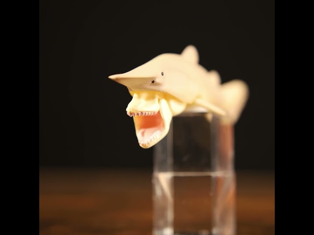 Goblin Shark toy #satisfying