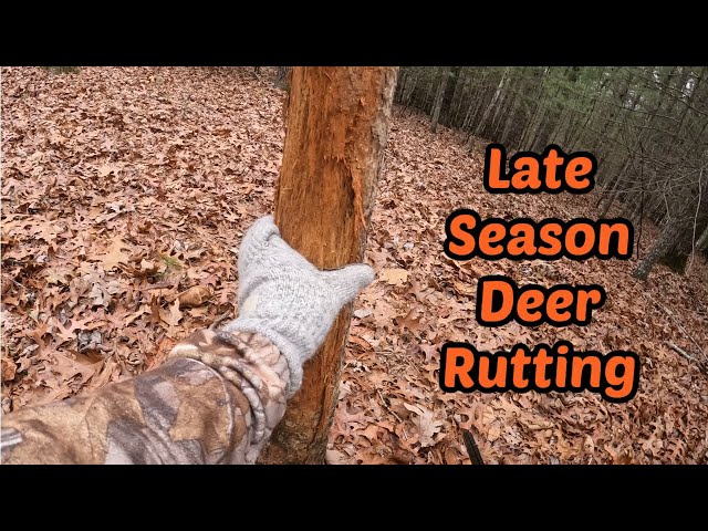 Late Season NC Deer Rut Activity !