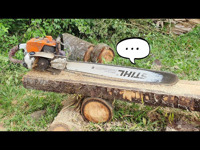 Incredible Chainsaw STIHL MS 070 Excellent Works Of Palm Tree Sawing