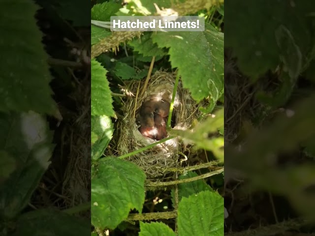 Escape to Nature: Witness the Heartwarming Beauty of Baby Birds